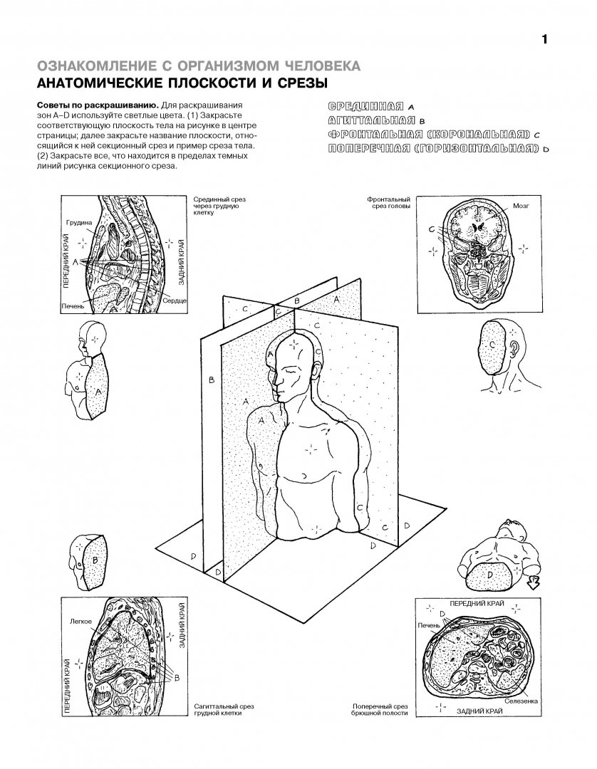 Иллюстрация 13 из 65 для Анатомия человека. Атлас-раскраска - Элсон, Кэпит | Лабиринт - книги. Источник: Лабиринт