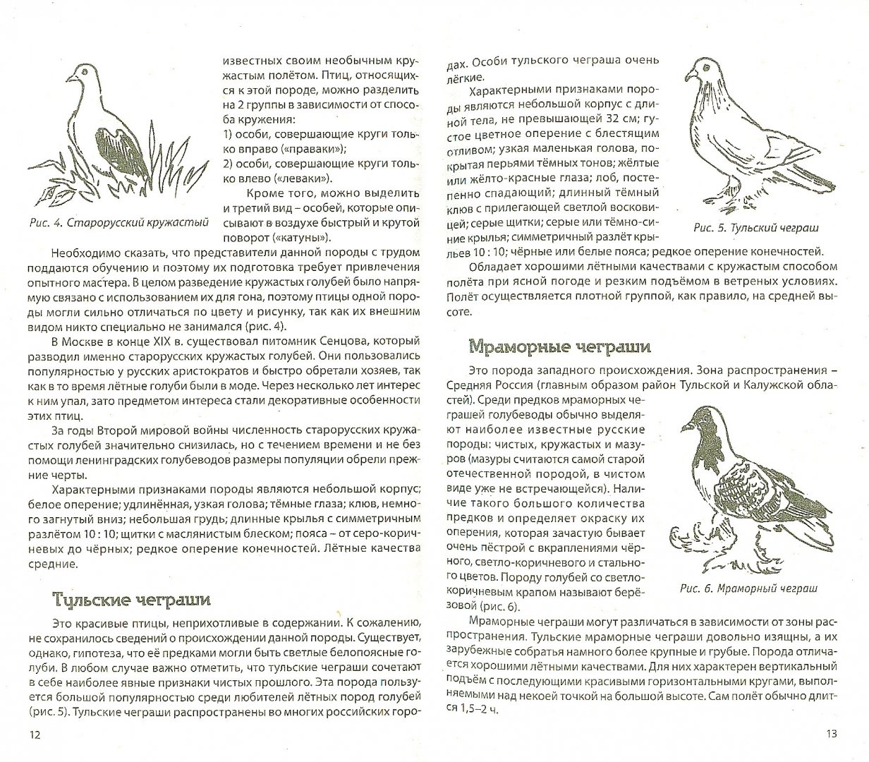 Иллюстрация 1 из 6 для Разведение домашних голубей - Каминская, Вальтер | Лабиринт - книги. Источник: Лабиринт