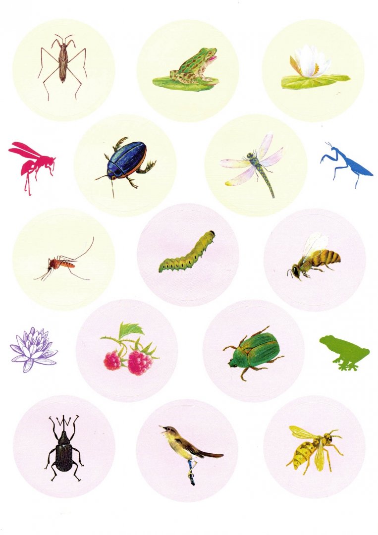Иллюстрация 2 из 17 для Мир насекомых | Лабиринт - книги. Источник: Лабиринт