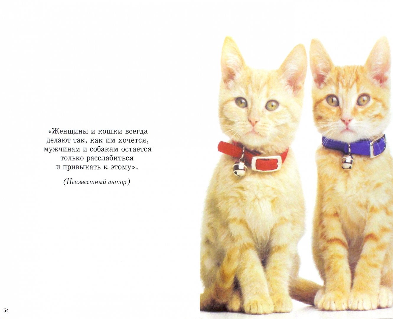 Иллюстрация 1 из 20 для Очаровательные кошки - Карен Принс | Лабиринт - книги. Источник: Лабиринт