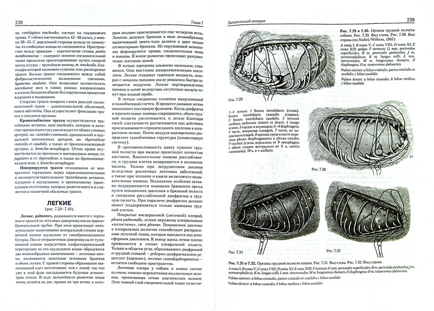 Иллюстрация 1 из 5 для Анатомия собаки и кошки - Амзельгрубер, Бёме, Фревейн | Лабиринт - книги. Источник: Лабиринт