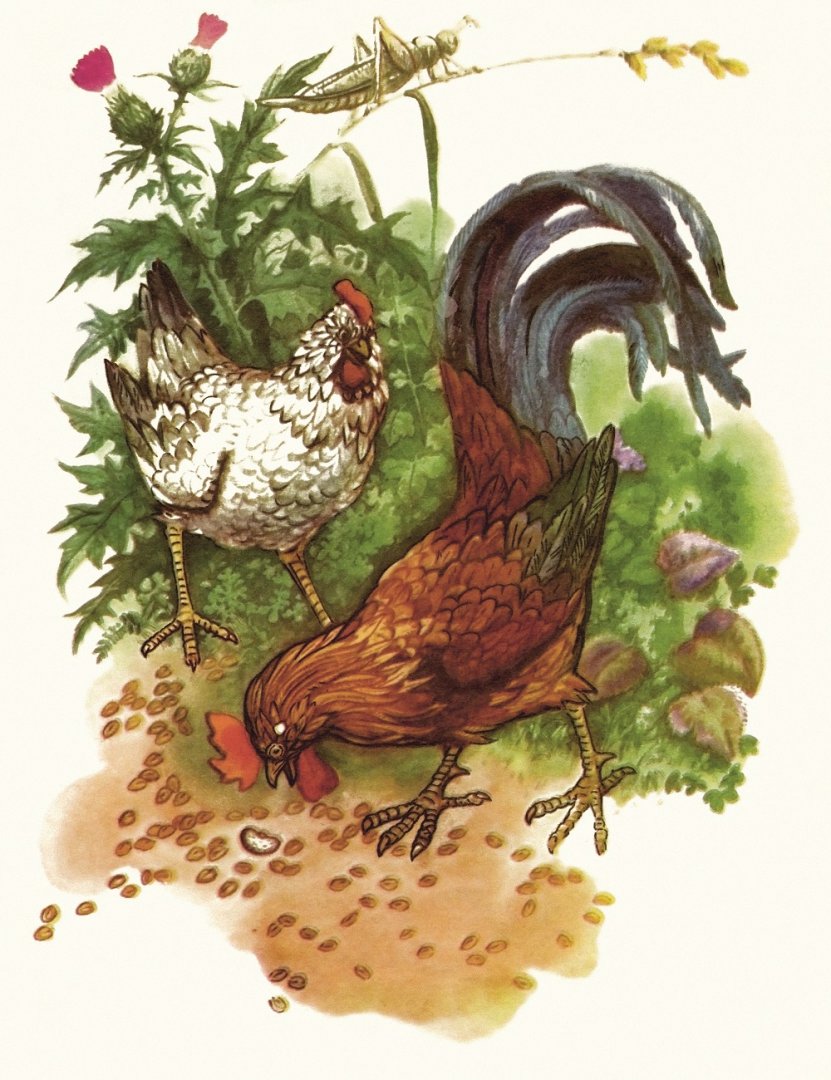 Иллюстрация 2 из 29 для Петушок и бобовое зёрнышко | Лабиринт - книги. Источник: Лабиринт