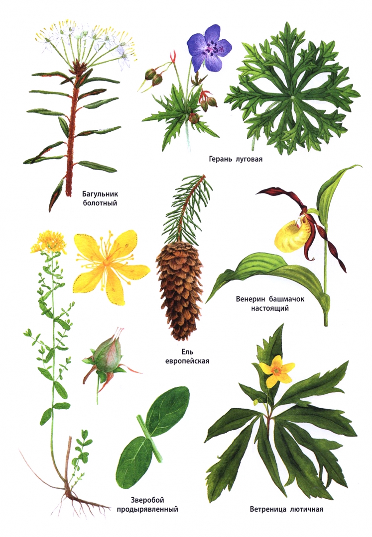 Иллюстрация 2 из 17 для Растения России. ФГОС | Лабиринт - книги. Источник: Лабиринт