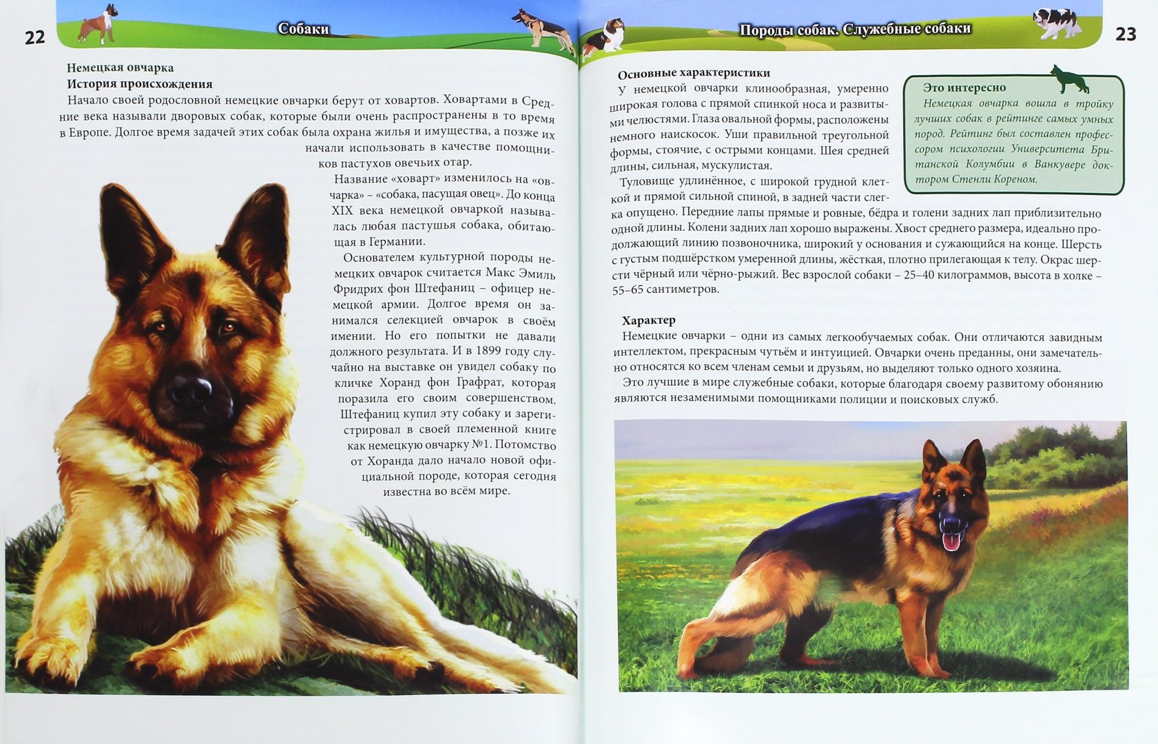 Иллюстрация 1 из 20 для Хочу все знать. Собаки - Леся Калугина | Лабиринт - книги. Источник: Лабиринт