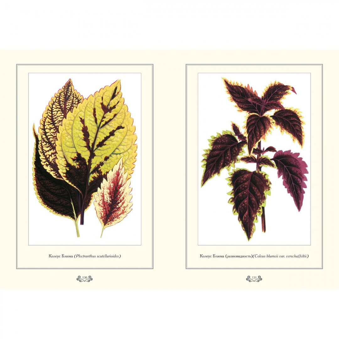 Иллюстрация 6 из 10 для Растения с цветными листьями | Лабиринт - книги. Источник: Лабиринт
