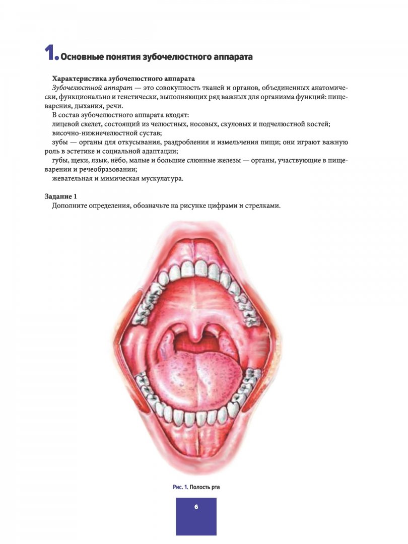 Иллюстрация 3 из 6 для Анатомия зубов, зубных рядов. Биомеханика зубочелюстной системы. Рабочая тетрадь - Арутюнов, Волчкова, Степанов, Карпова | Лабиринт - книги. Источник: Лабиринт