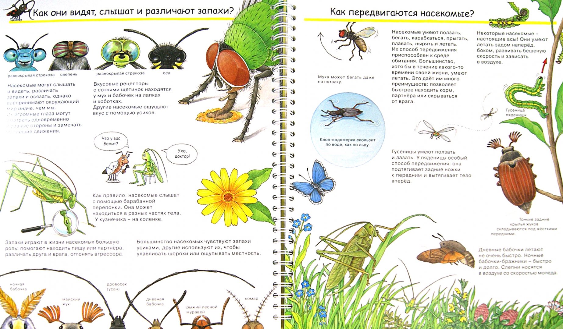 Иллюстрация 1 из 41 для Кто такие насекомые - Ангела Вайнхольд | Лабиринт - книги. Источник: Лабиринт