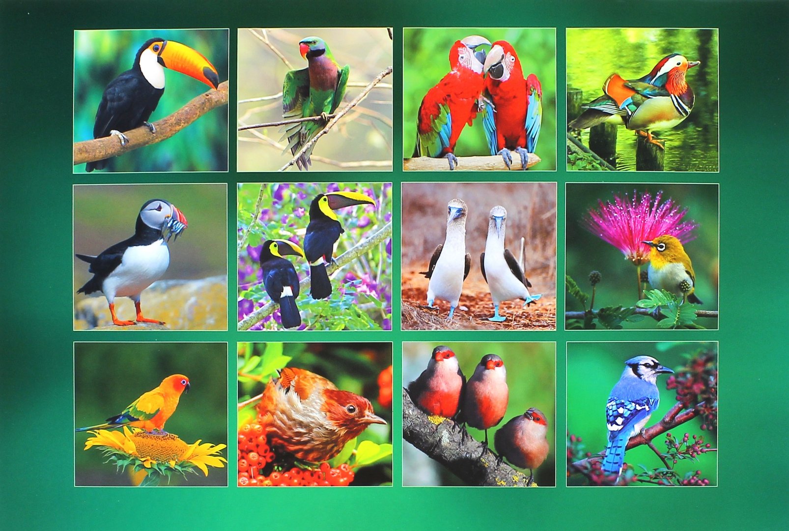 Иллюстрация 1 из 15 для Календарь настенный на 2015 год "Яркие птицы" (КС121506) | Лабиринт - сувениры. Источник: Лабиринт