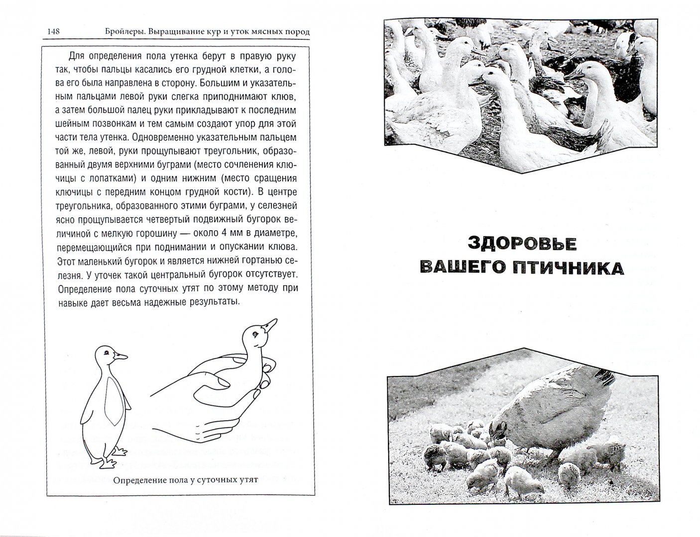 Иллюстрация 1 из 8 для Бройлеры. Выращивание кур и уток мясных пород - Александр Ващенков | Лабиринт - книги. Источник: Лабиринт