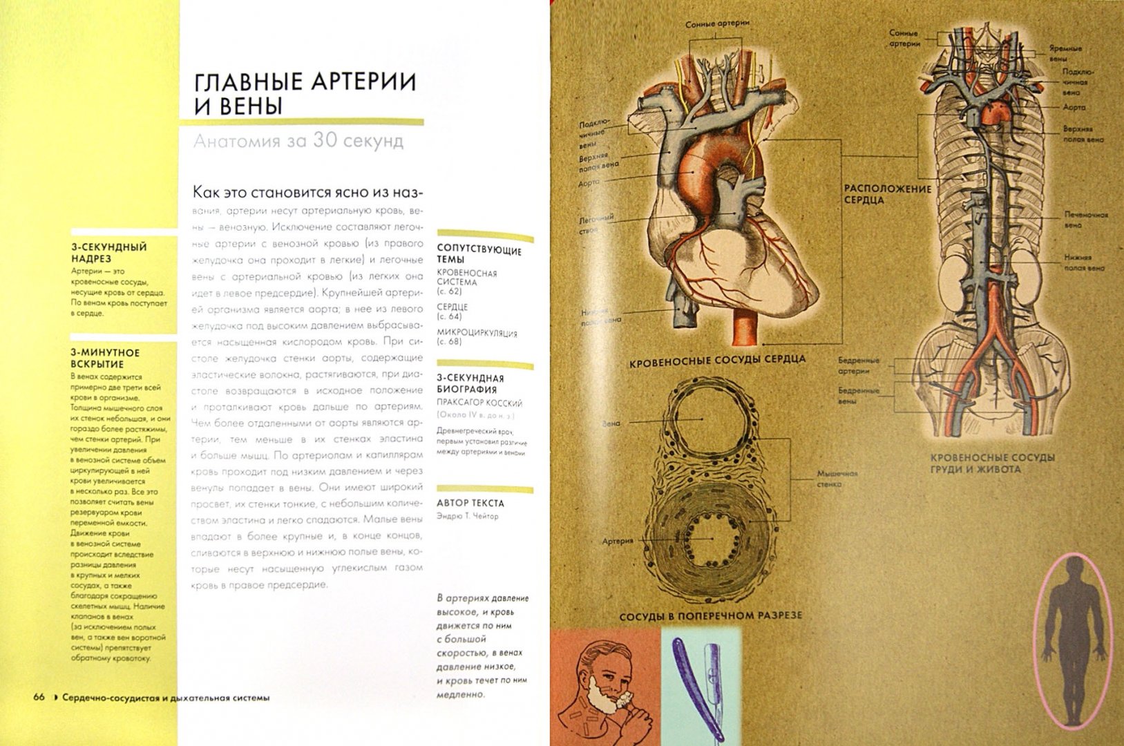 Иллюстрация 1 из 15 для Анатомия - Финн, Барбаро-Браун, Бишоп | Лабиринт - книги. Источник: Лабиринт