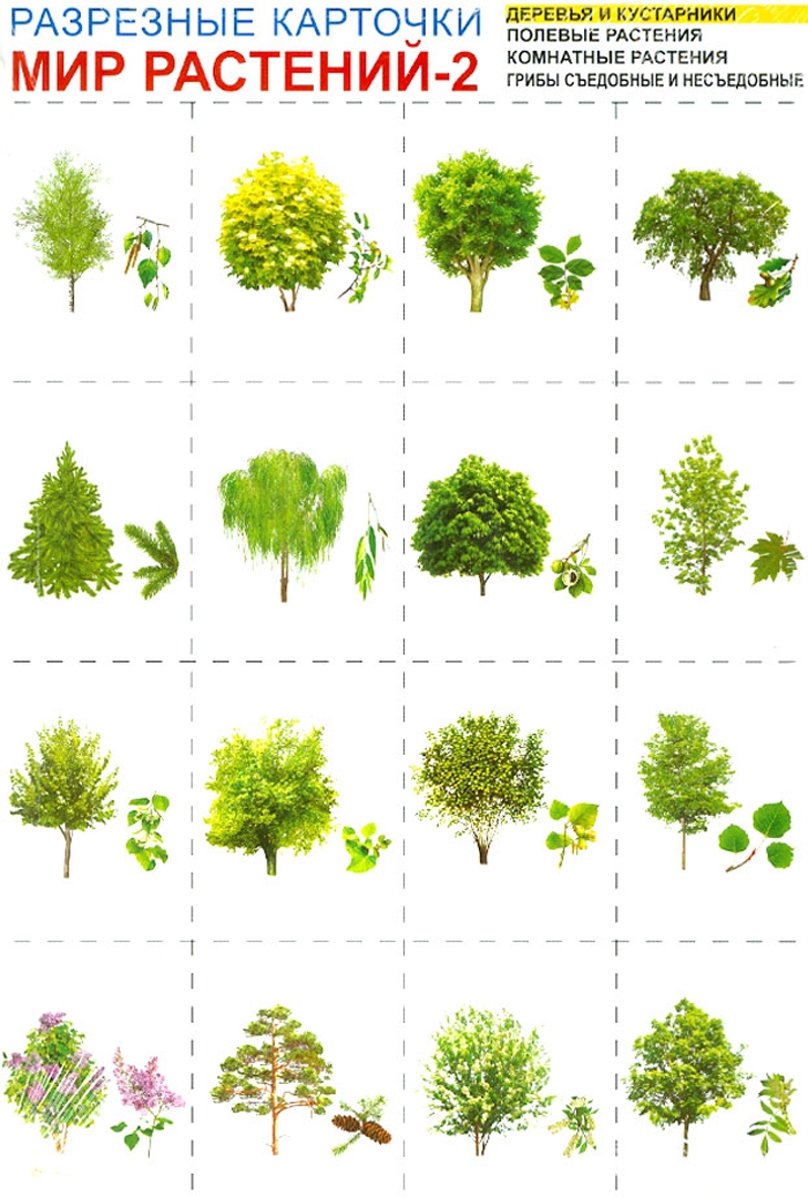 Иллюстрация 1 из 11 для Мир растений-2. Комплект разрезных карточек | Лабиринт - книги. Источник: Лабиринт