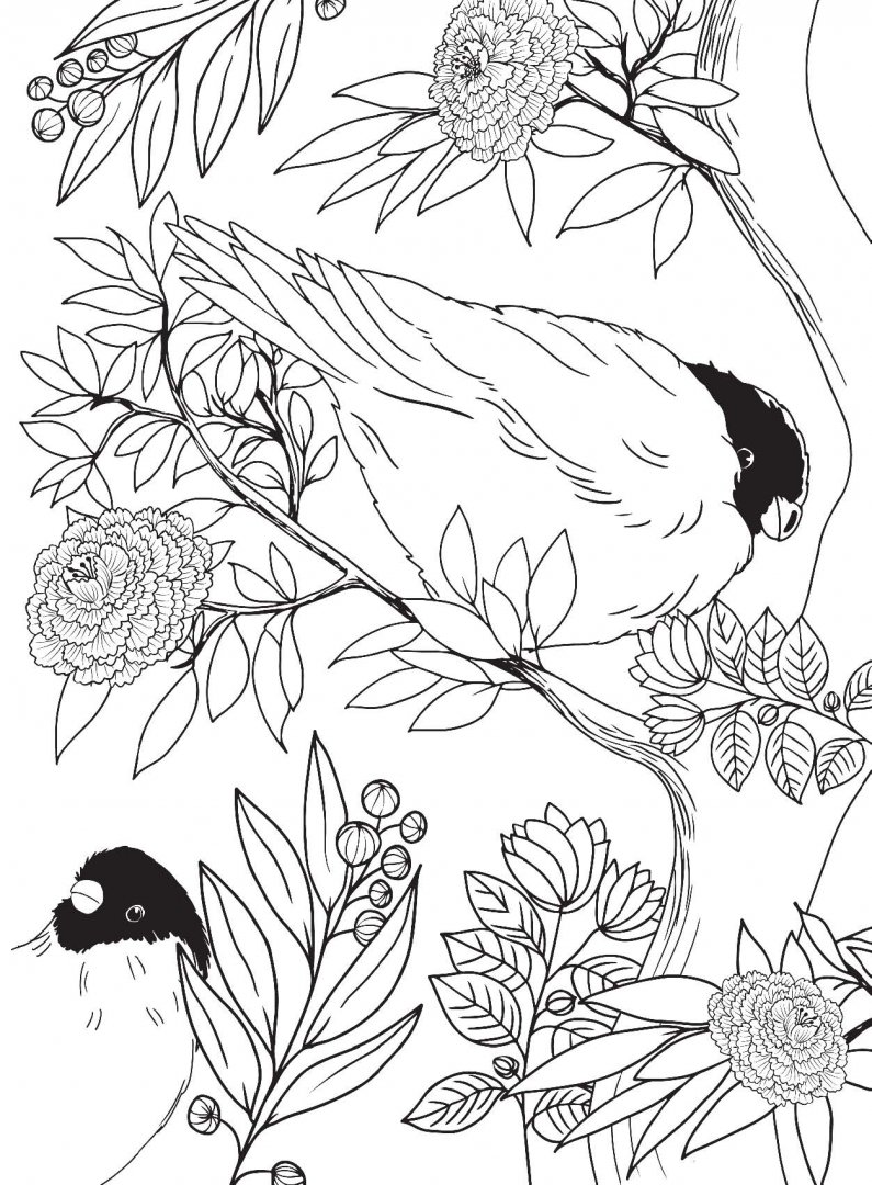 Иллюстрация 4 из 23 для Райские птицы. Раскраска-антистресс для творчества и вдохновения | Лабиринт - книги. Источник: Лабиринт