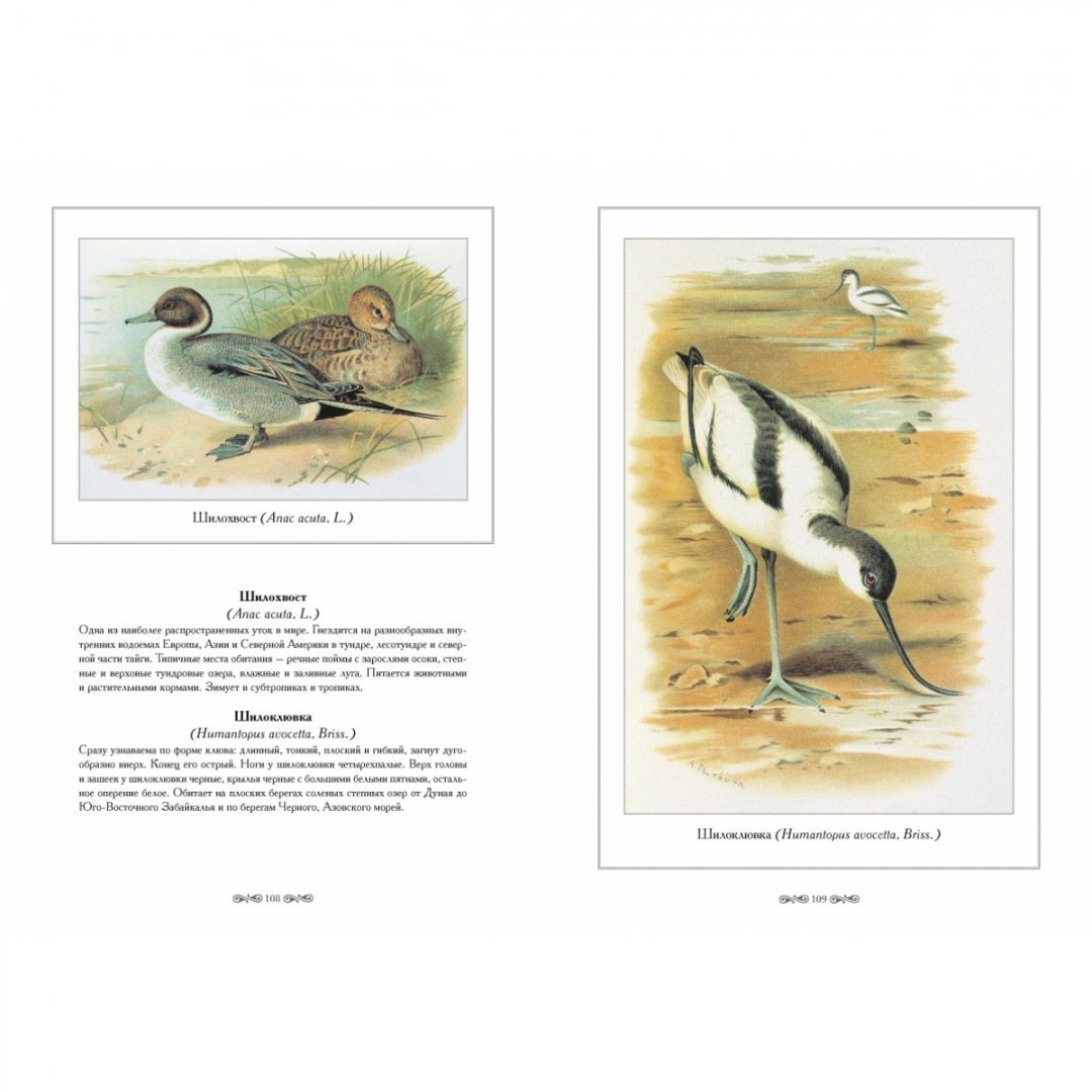Иллюстрация 2 из 10 для Охотничьи и промысловые птицы Европейской | Лабиринт - книги. Источник: Лабиринт