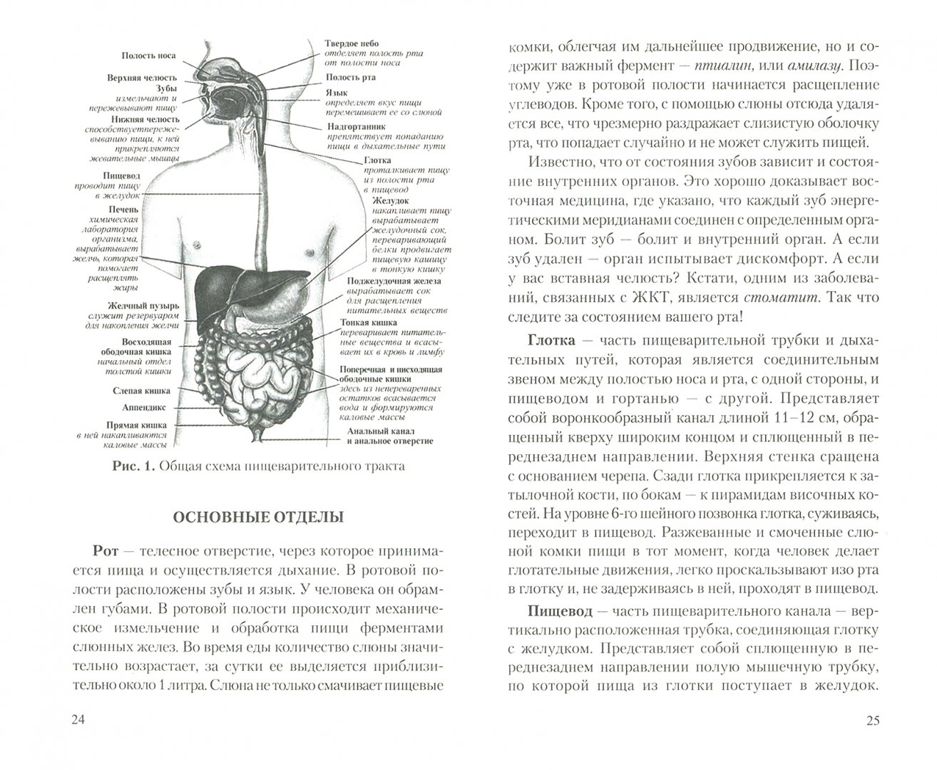 Иллюстрация 1 из 20 для Желудочно-кишечный тракт. Функции, болезни и оздоровление - Надежда Семенова | Лабиринт - книги. Источник: Лабиринт
