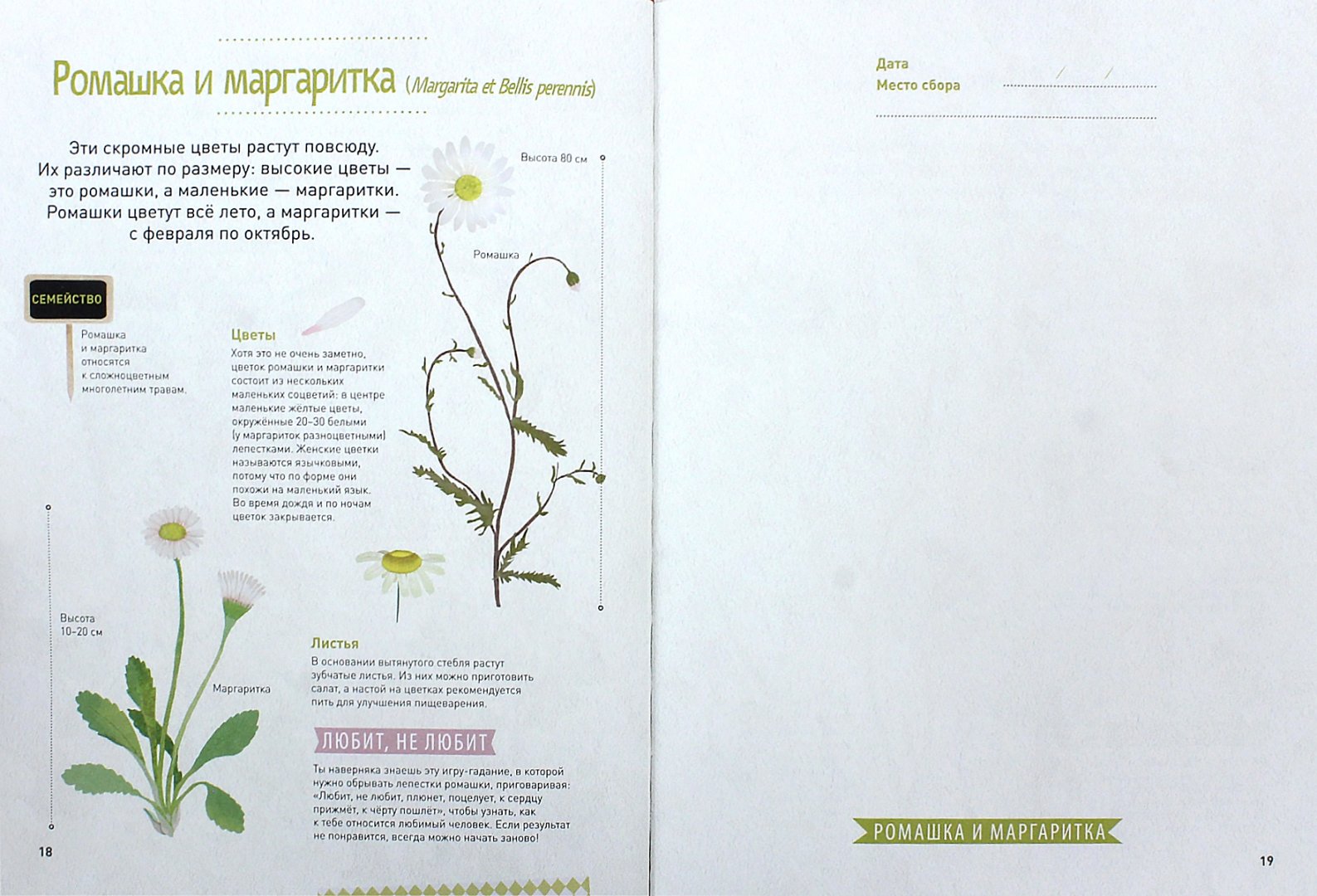Иллюстрация 1 из 31 для Мой цветочный гербарий. Цветы и семена - Корнек Дюмон-Ле | Лабиринт - книги. Источник: Лабиринт