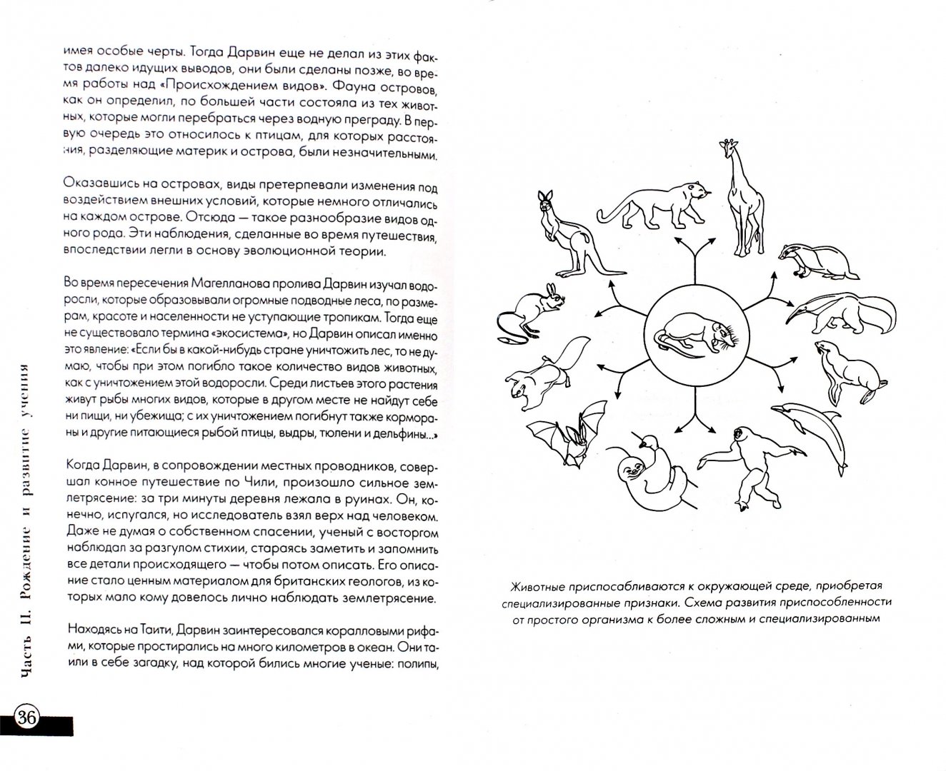 Иллюстрация 1 из 31 для Теория эволюции за 1 час - Наталья Сердцева | Лабиринт - книги. Источник: Лабиринт