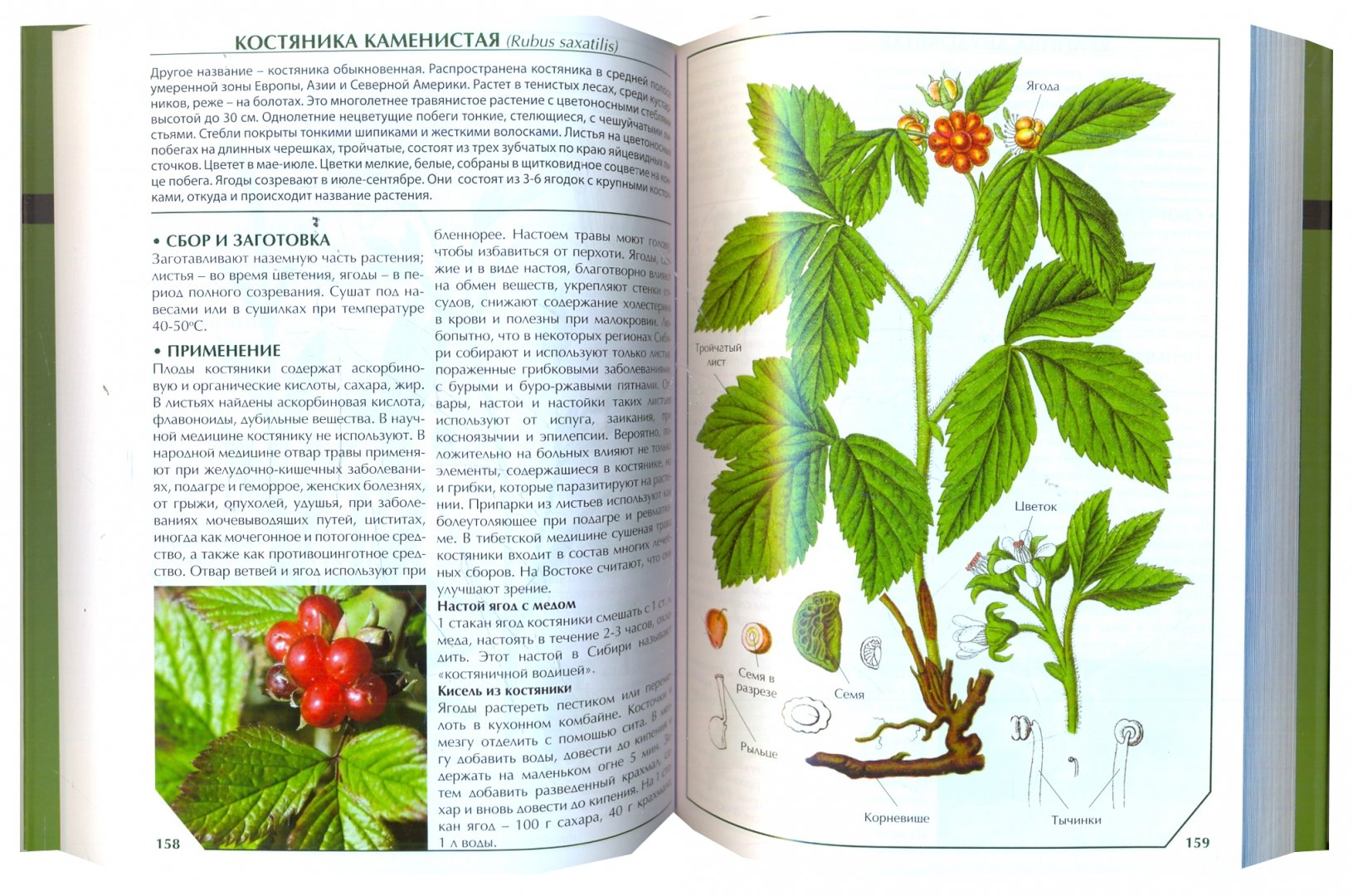 Иллюстрация 1 из 8 для Лекарственные растения | Лабиринт - книги. Источник: Лабиринт