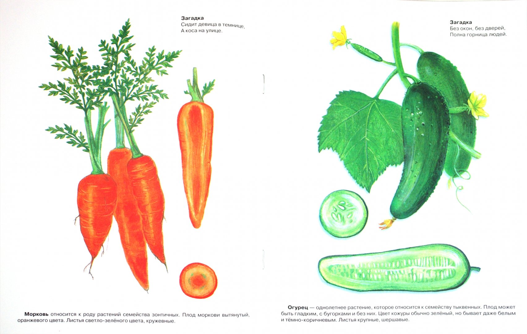 Культурные растения нарисовать. Овощи дидактический материал. Наглядный материал овощи. Овощные растения рисунок. Иллюстрации с изображением овощей.