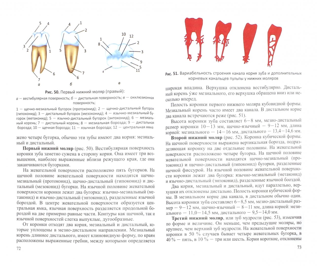 Иллюстрация 1 из 17 для Функционально-клиническая анатомия зубочелюстной системы. Учебное пособие для медицинских вузов - Гайворонский, Гайворонская | Лабиринт - книги. Источник: Лабиринт