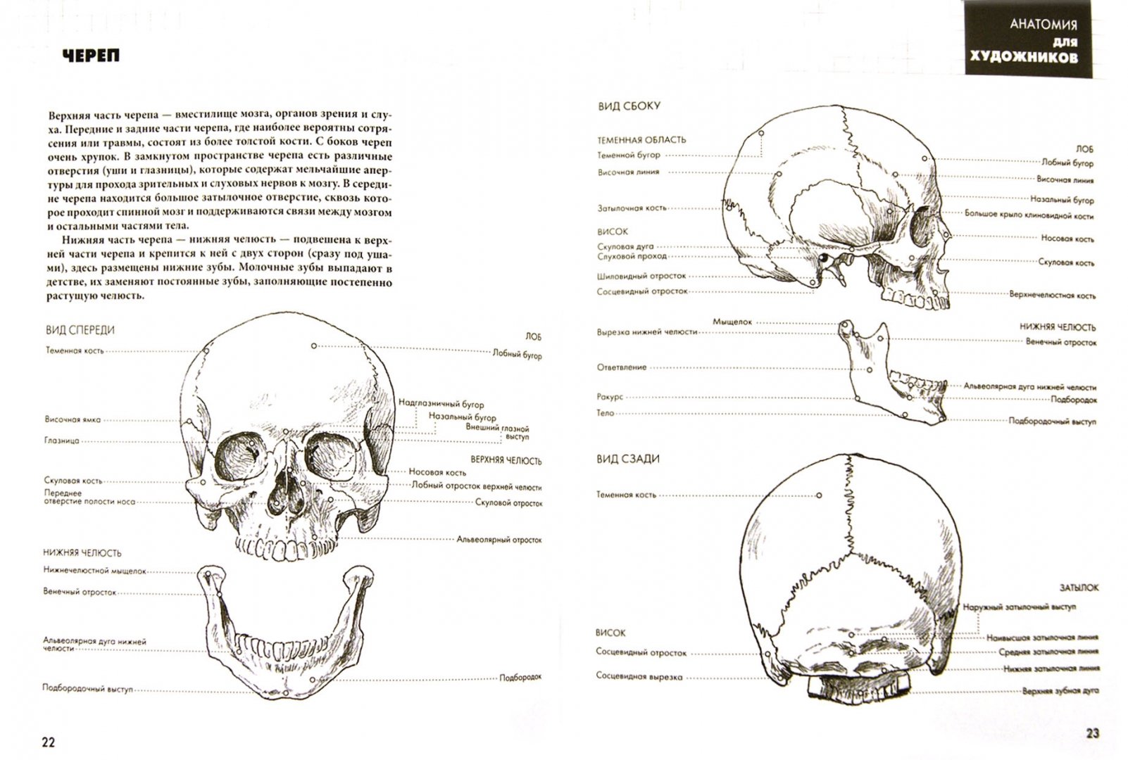 Иллюстрация 1 из 31 для Анатомия для художников - Баррингтон Барбер | Лабиринт - книги. Источник: Лабиринт