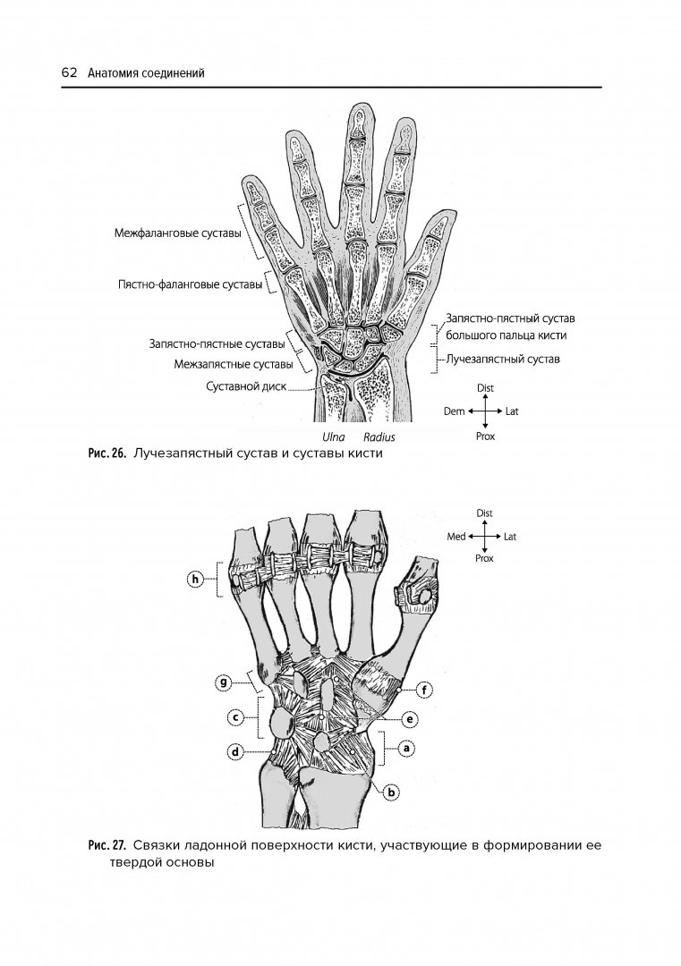 Иллюстрация 5 из 19 для Анатомия соединений - Валентин Козлов | Лабиринт - книги. Источник: Лабиринт