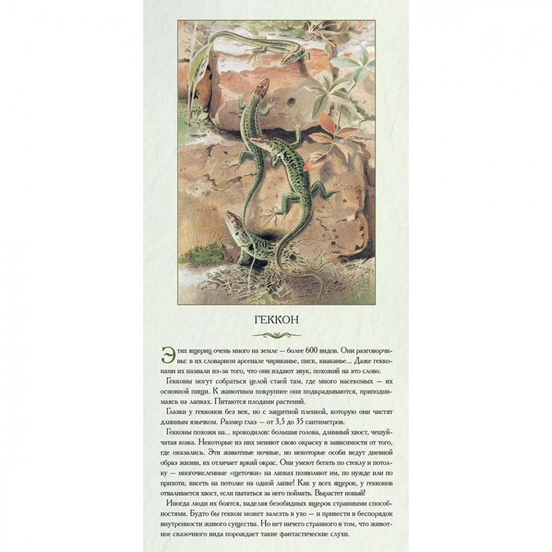 Иллюстрация 1 из 3 для Животный мир Южной Америки. Яркие и юркие + 72 карточки для игры "Мемори" и викторины | Лабиринт - книги. Источник: Лабиринт