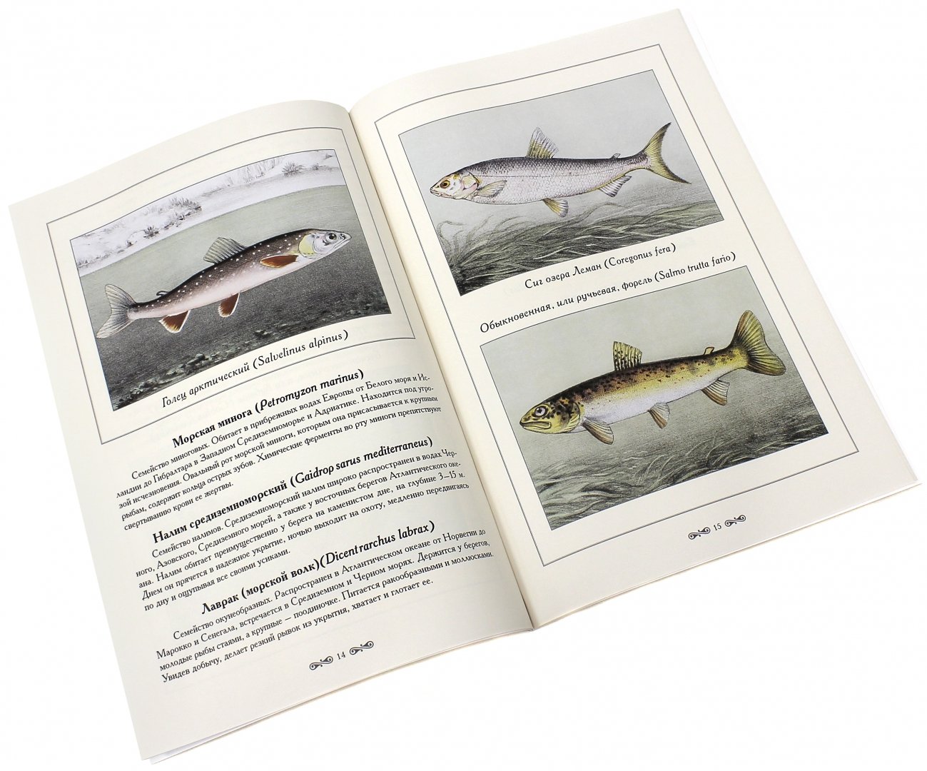 Иллюстрация 1 из 2 для Рыбы и рыбалка - Де, Иванов | Лабиринт - книги. Источник: Лабиринт
