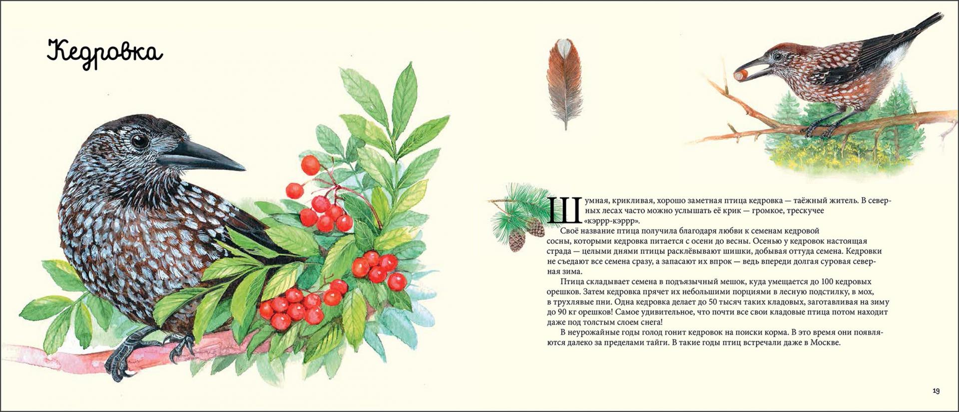 Иллюстрация 1 из 25 для Ворона и ее родственники - Владимир Бабенко | Лабиринт - книги. Источник: Лабиринт
