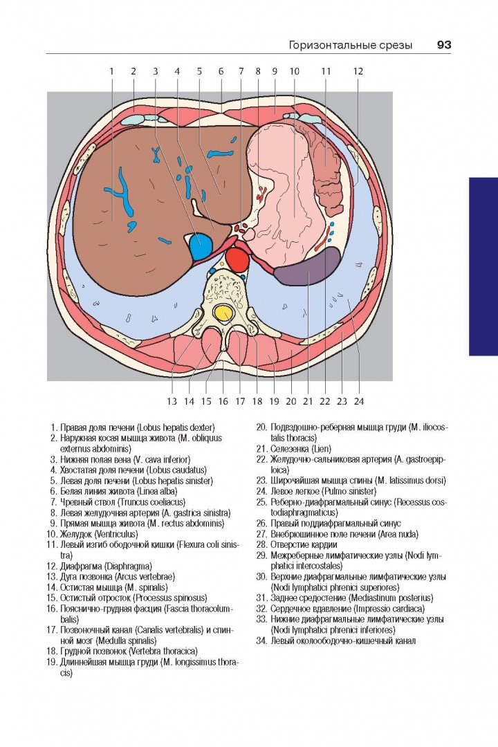 Иллюстрация 8 из 13 для Атлас секционной анатомии человека на примере КТ- и МРТ- срезов. В 3-х томах. Том 2 - Торстен Меллер | Лабиринт - книги. Источник: Лабиринт