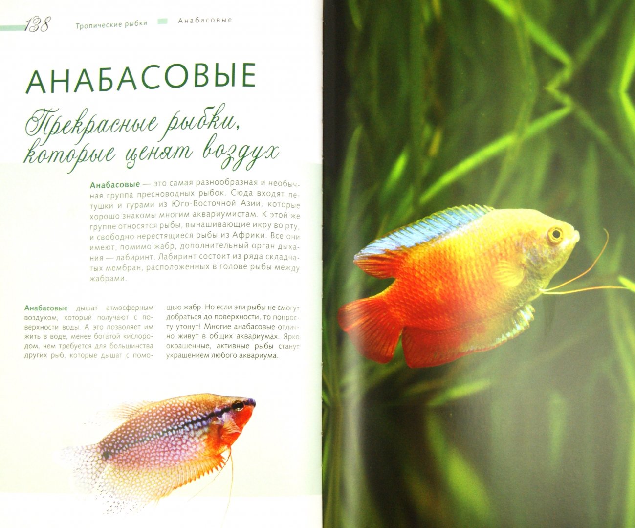 Иллюстрация 1 из 6 для Тропические рыбки - Ник Флетчер | Лабиринт - книги. Источник: Лабиринт