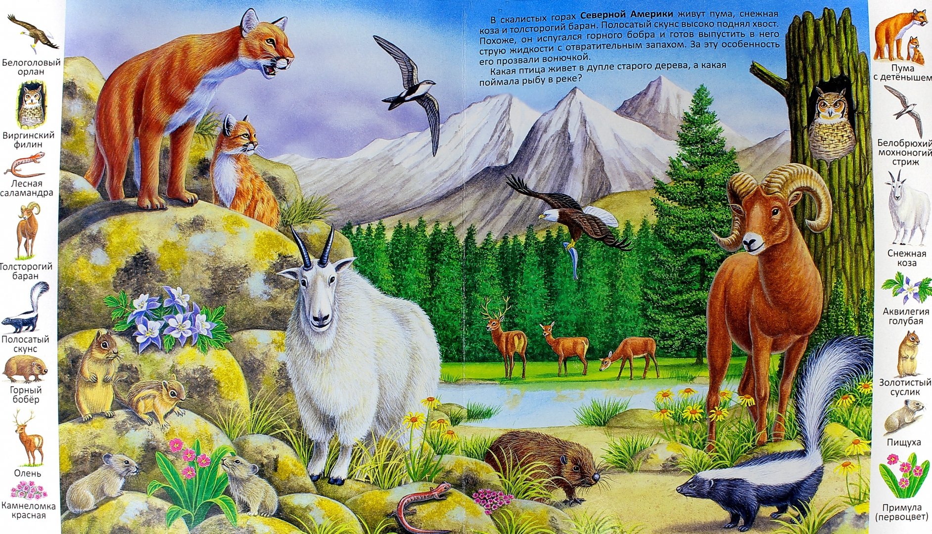 Иллюстрация 1 из 26 для Животные и растения гор | Лабиринт - книги. Источник: Лабиринт