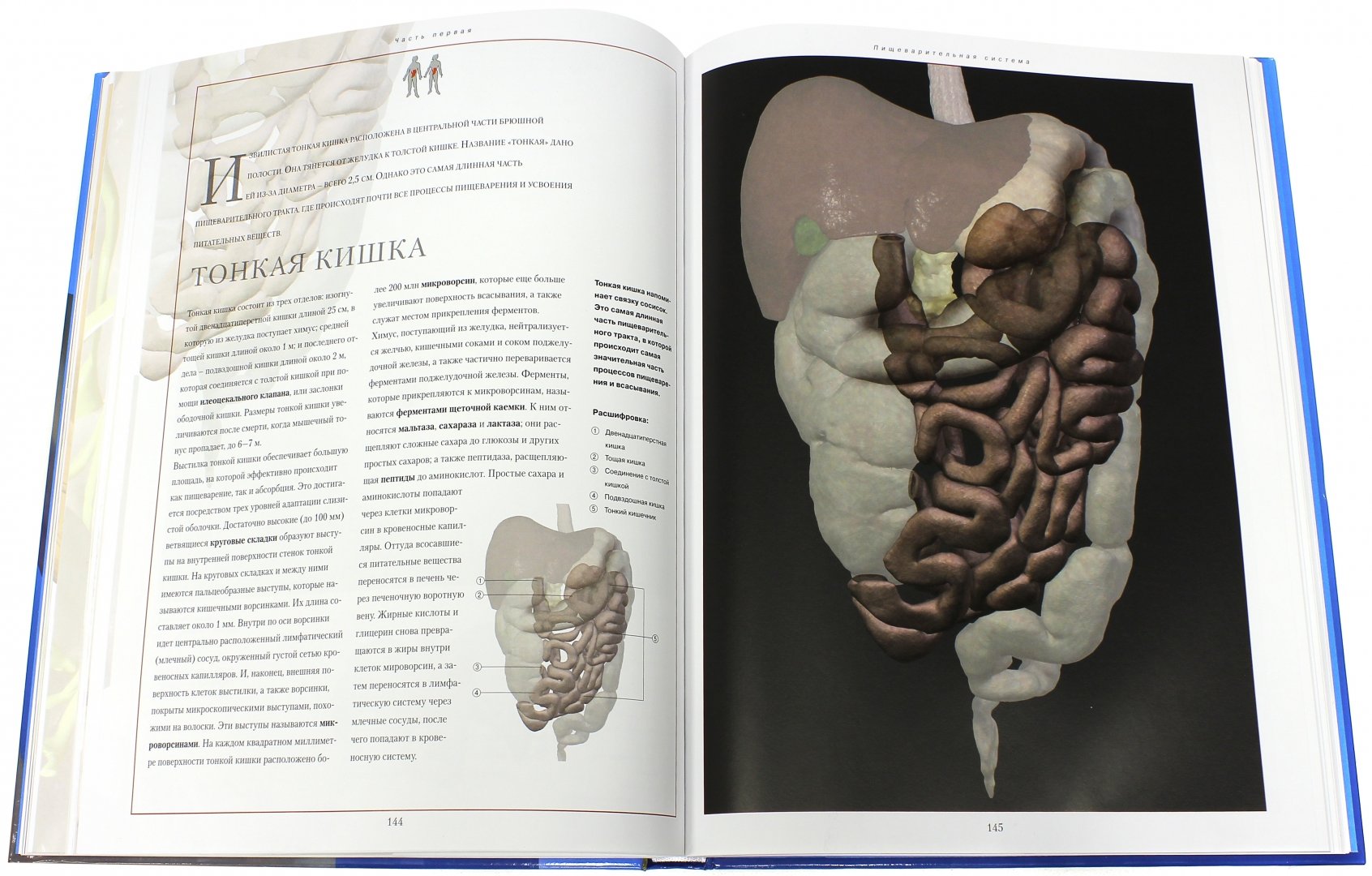 Иллюстрация 2 из 3 для Новый атлас анатомии человека | Лабиринт - книги. Источник: Лабиринт