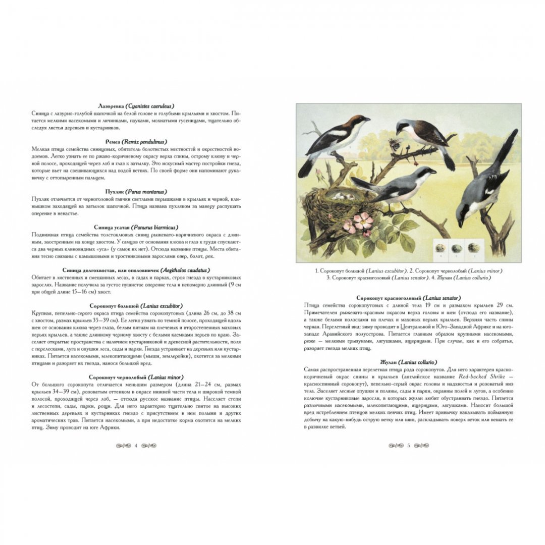 Иллюстрация 3 из 10 для Полезные и вредные птицы - В. Дуванов | Лабиринт - книги. Источник: Лабиринт
