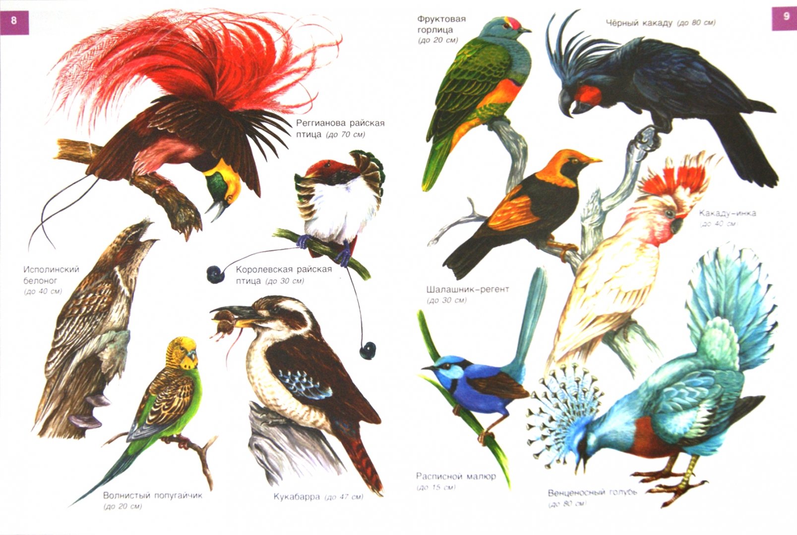 Иллюстрация 2 из 19 для От страуса до колибри. Экзотические птицы - И. Бабенко | Лабиринт - книги. Источник: Лабиринт