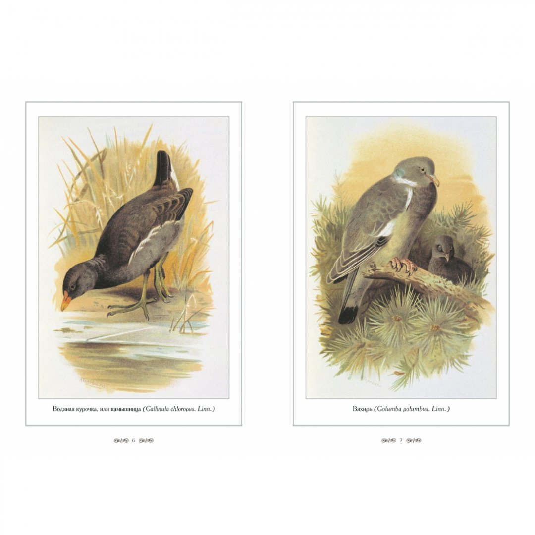 Иллюстрация 3 из 10 для Охотничьи и промысловые птицы Европейской | Лабиринт - книги. Источник: Лабиринт