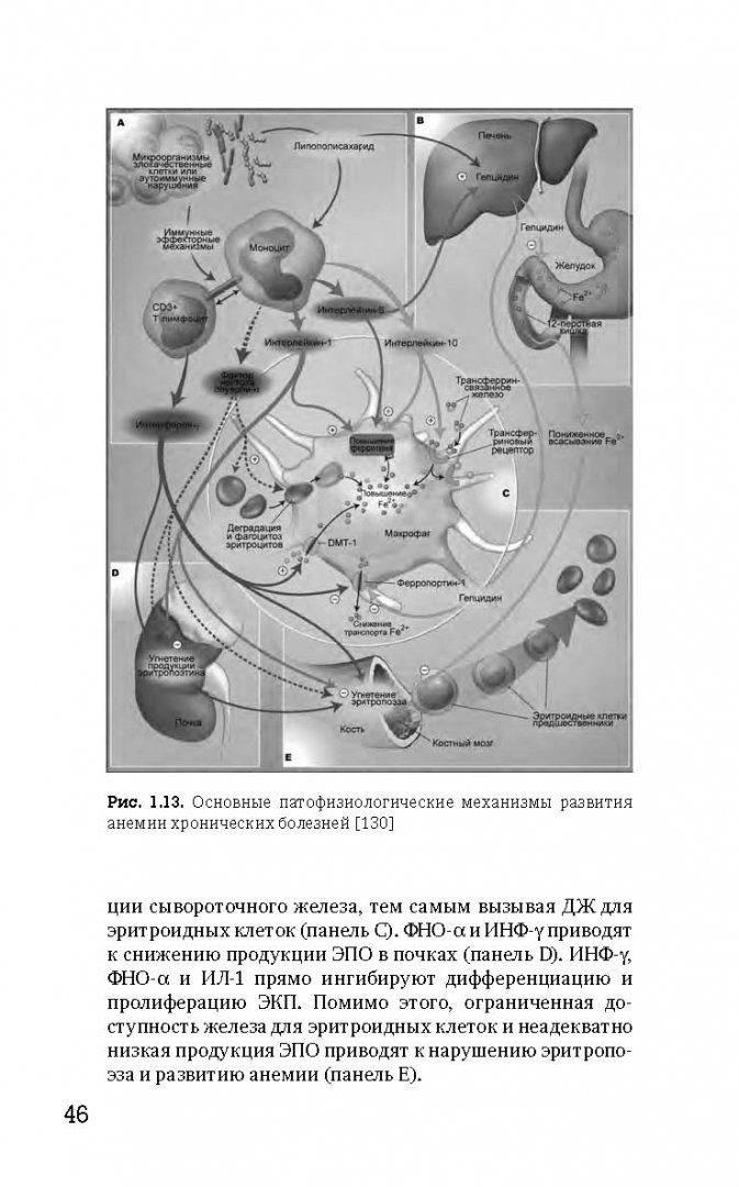 Иллюстрация 4 из 31 для Патогенез и лечение анемий беременных - Морщакова, Румянцев, Демихов | Лабиринт - книги. Источник: Лабиринт