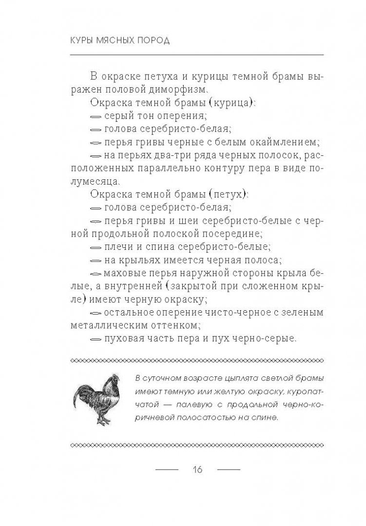 Иллюстрация 12 из 16 для Куры мясных пород - Иван Балашов | Лабиринт - книги. Источник: Лабиринт