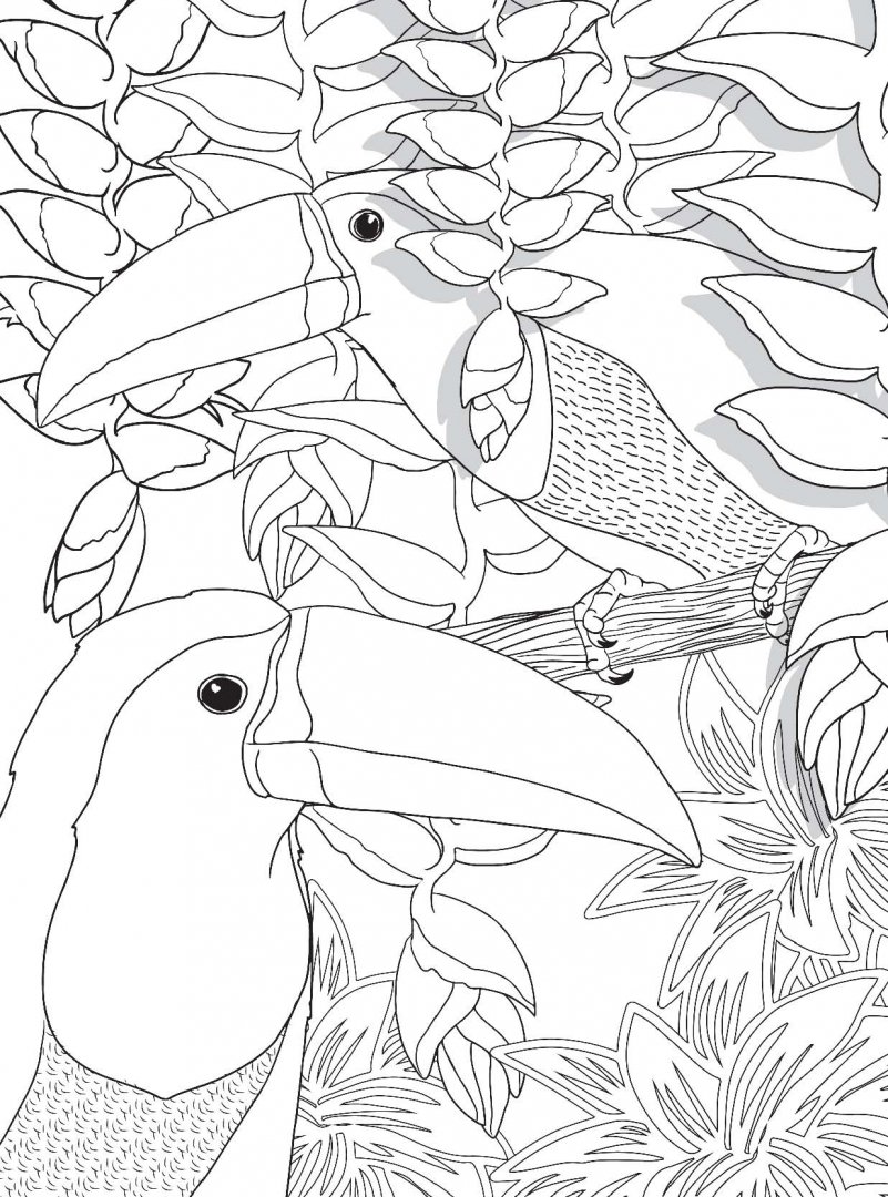 Иллюстрация 8 из 23 для Райские птицы. Раскраска-антистресс для творчества и вдохновения | Лабиринт - книги. Источник: Лабиринт