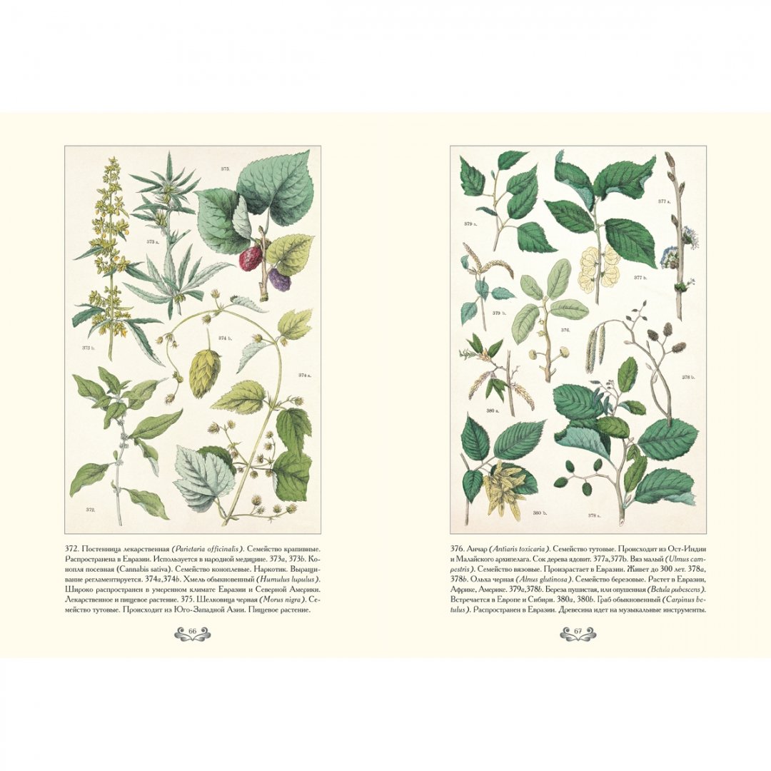 Иллюстрация 11 из 12 для Ботанический атлас. Карл фон Гофман - Готман фон | Лабиринт - книги. Источник: Лабиринт