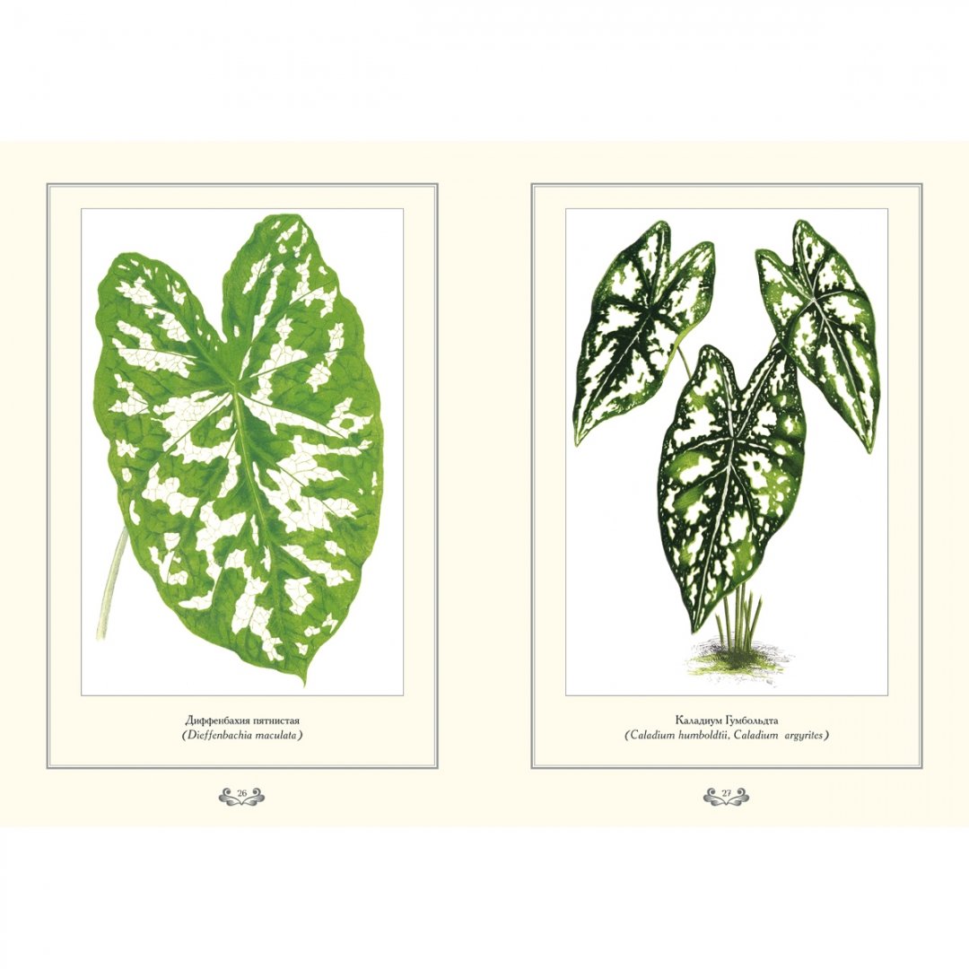 Иллюстрация 9 из 10 для Растения с цветными листьями | Лабиринт - книги. Источник: Лабиринт