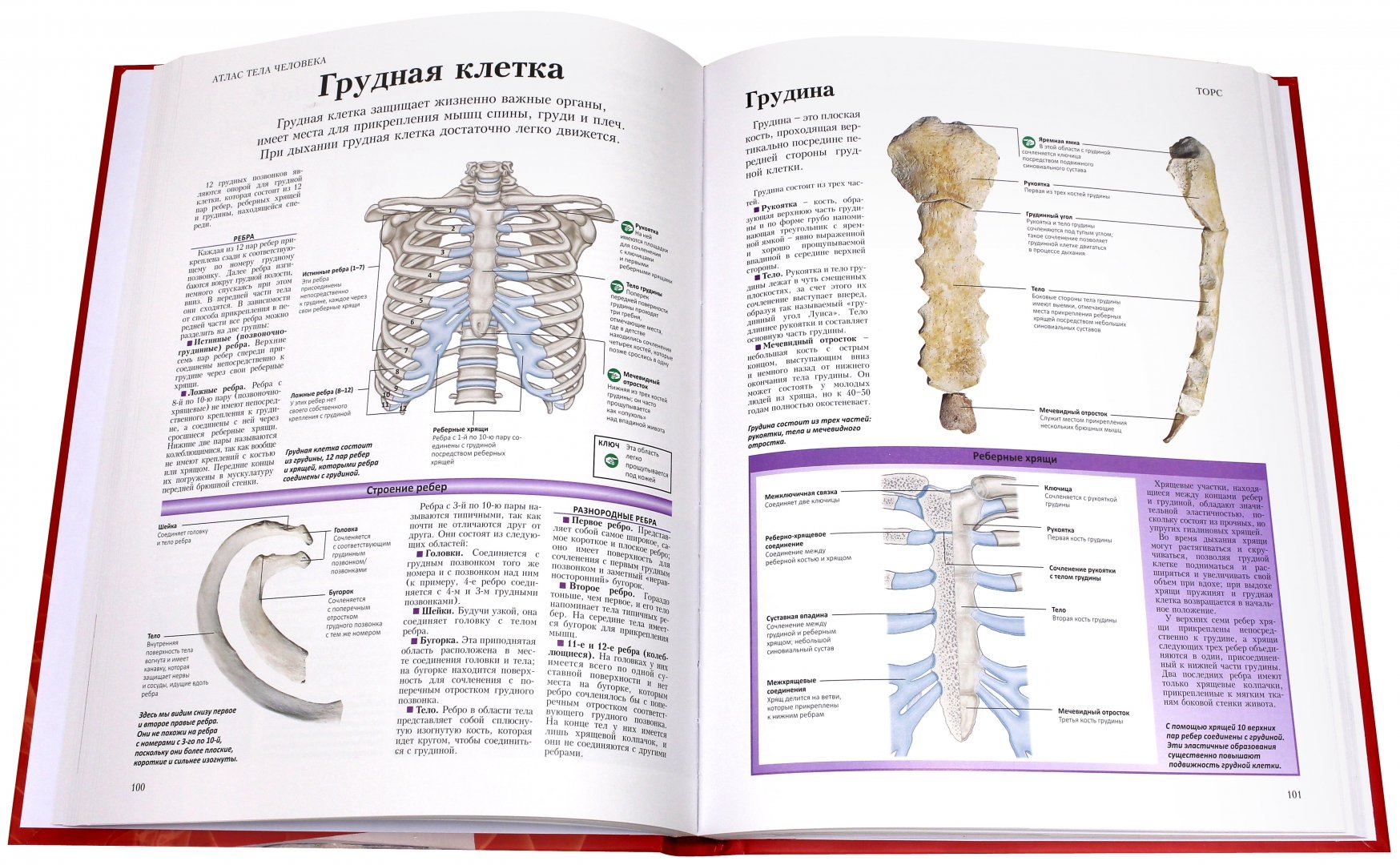 Иллюстрация 1 из 5 для Анатомия человека. Атлас - Питер Абрахамс | Лабиринт - книги. Источник: Лабиринт