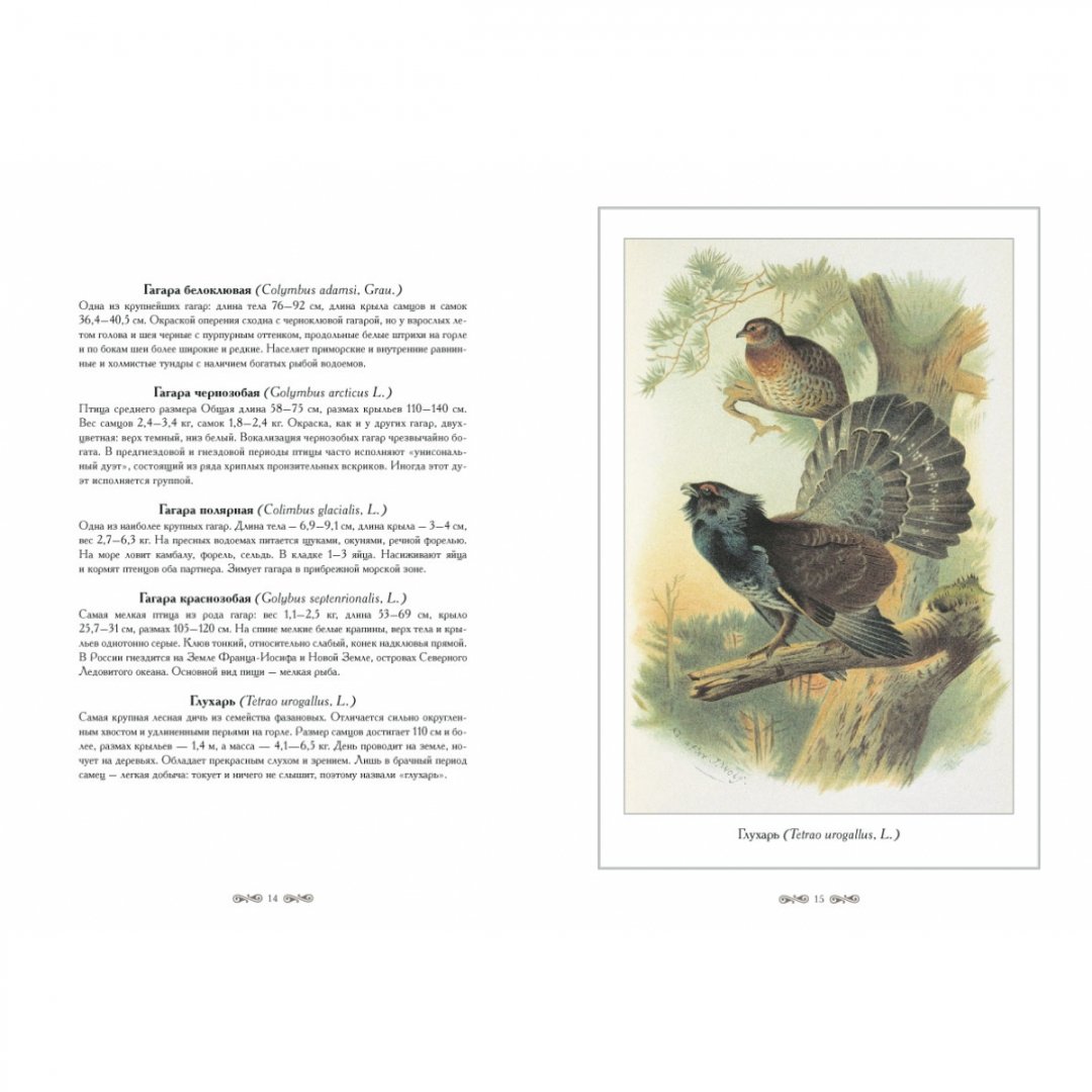 Иллюстрация 5 из 10 для Охотничьи и промысловые птицы Европейской | Лабиринт - книги. Источник: Лабиринт