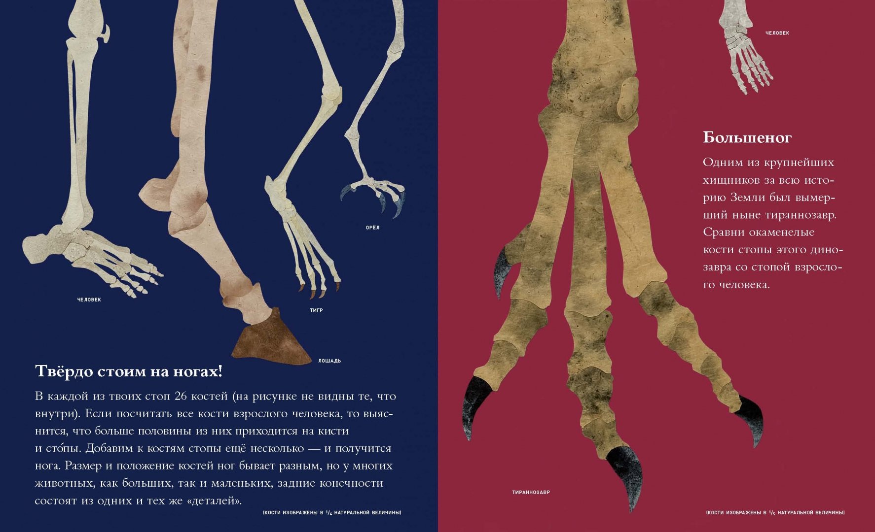Иллюстрация 1 из 41 для Кости и скелеты - Стив Дженкинс | Лабиринт - книги. Источник: Лабиринт
