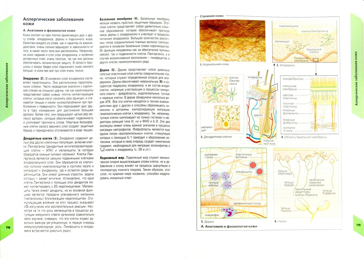 Иллюстрация 1 из 21 для Наглядная аллергология - Рекен, Бургдорф, Греверс | Лабиринт - книги. Источник: Лабиринт