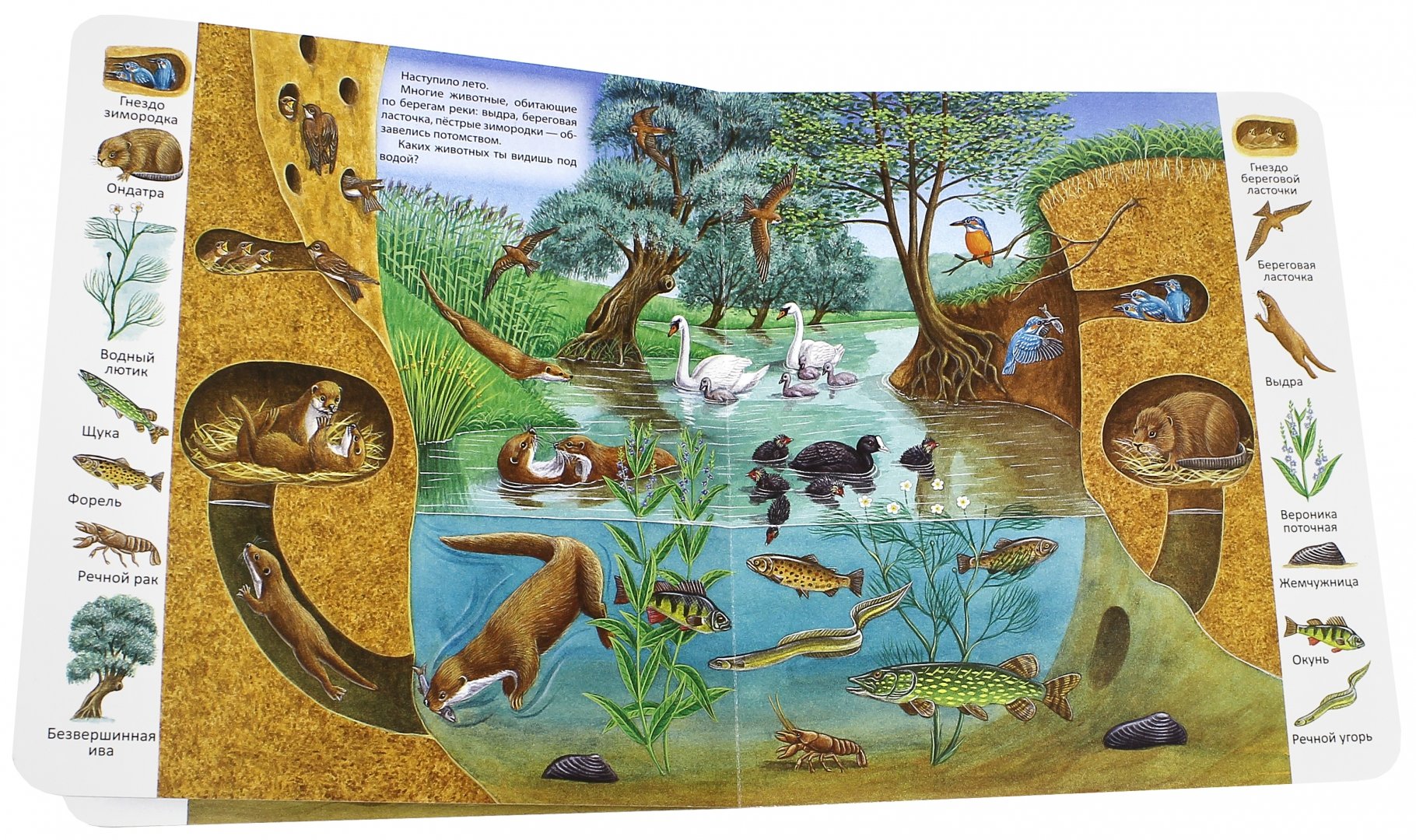 Иллюстрация 3 из 29 для В пруду и у реки | Лабиринт - книги. Источник: Лабиринт