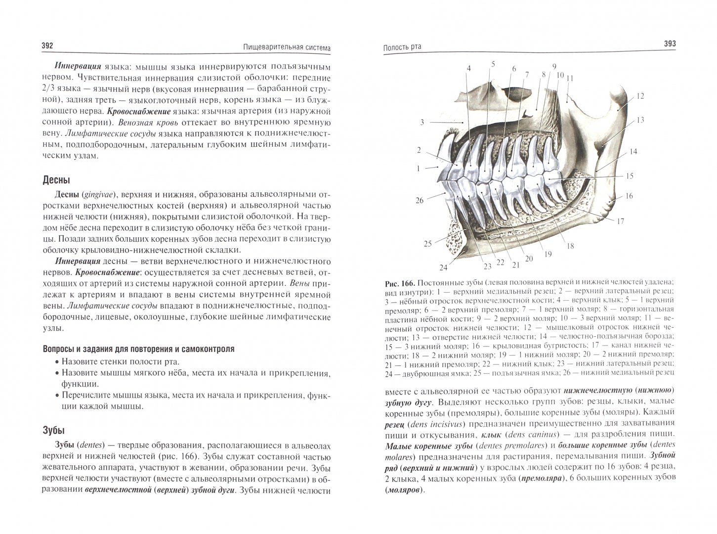 Иллюстрация 1 из 21 для Анатомия человека. Учебник для медико-профилактических факультетов - Никитюк, Сапин, Клочкова | Лабиринт - книги. Источник: Лабиринт