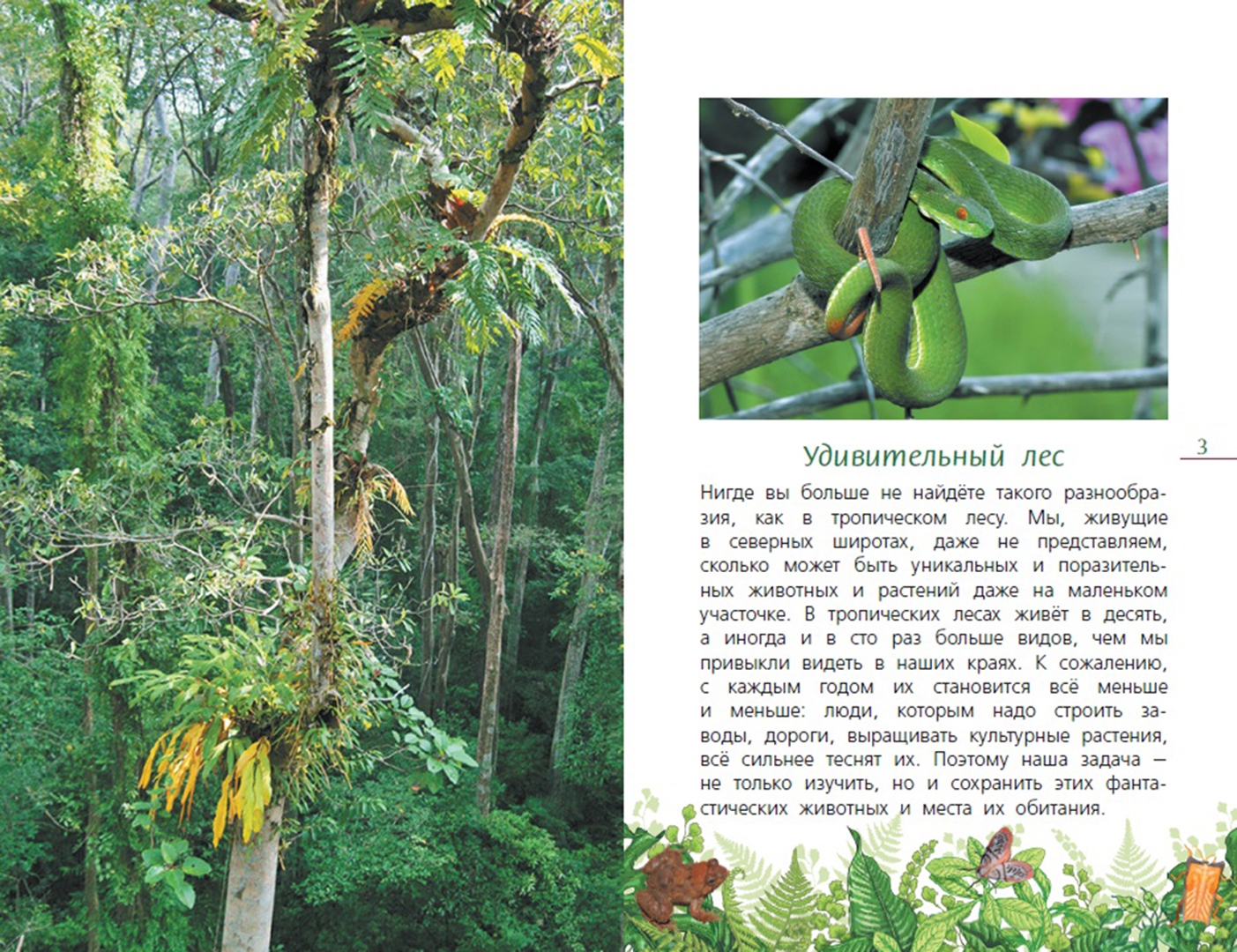 Иллюстрация 1 из 6 для Тропический лес - Эдуард Галоян | Лабиринт - книги. Источник: Лабиринт