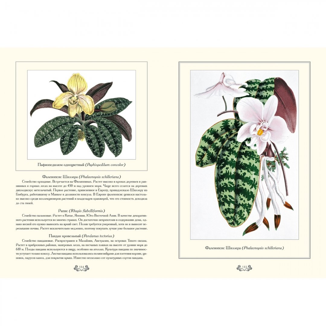 Иллюстрация 5 из 10 для Растения с цветными листьями | Лабиринт - книги. Источник: Лабиринт