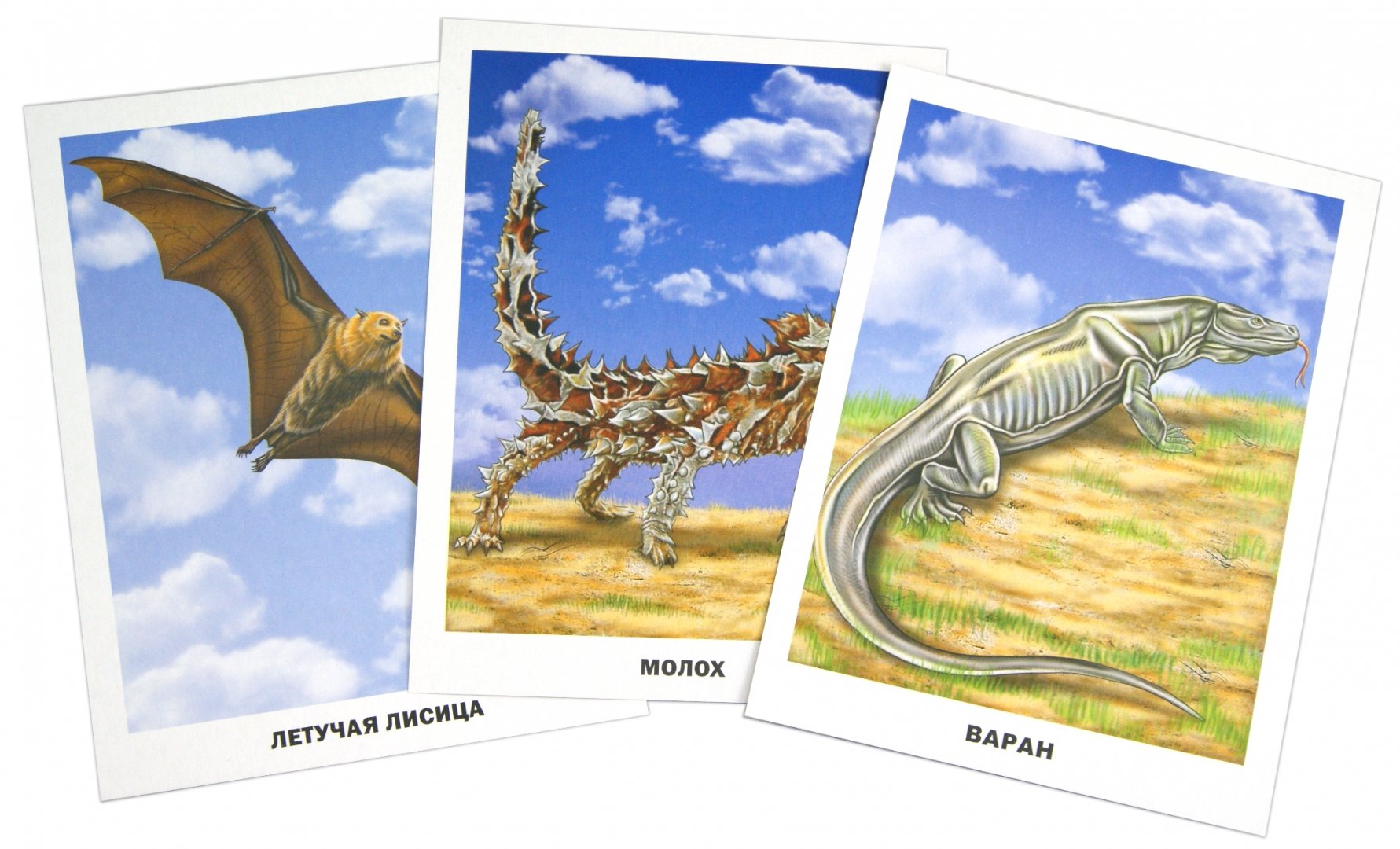 Иллюстрация 1 из 9 для Животные Австралии (16 карточек) | Лабиринт - книги. Источник: Лабиринт