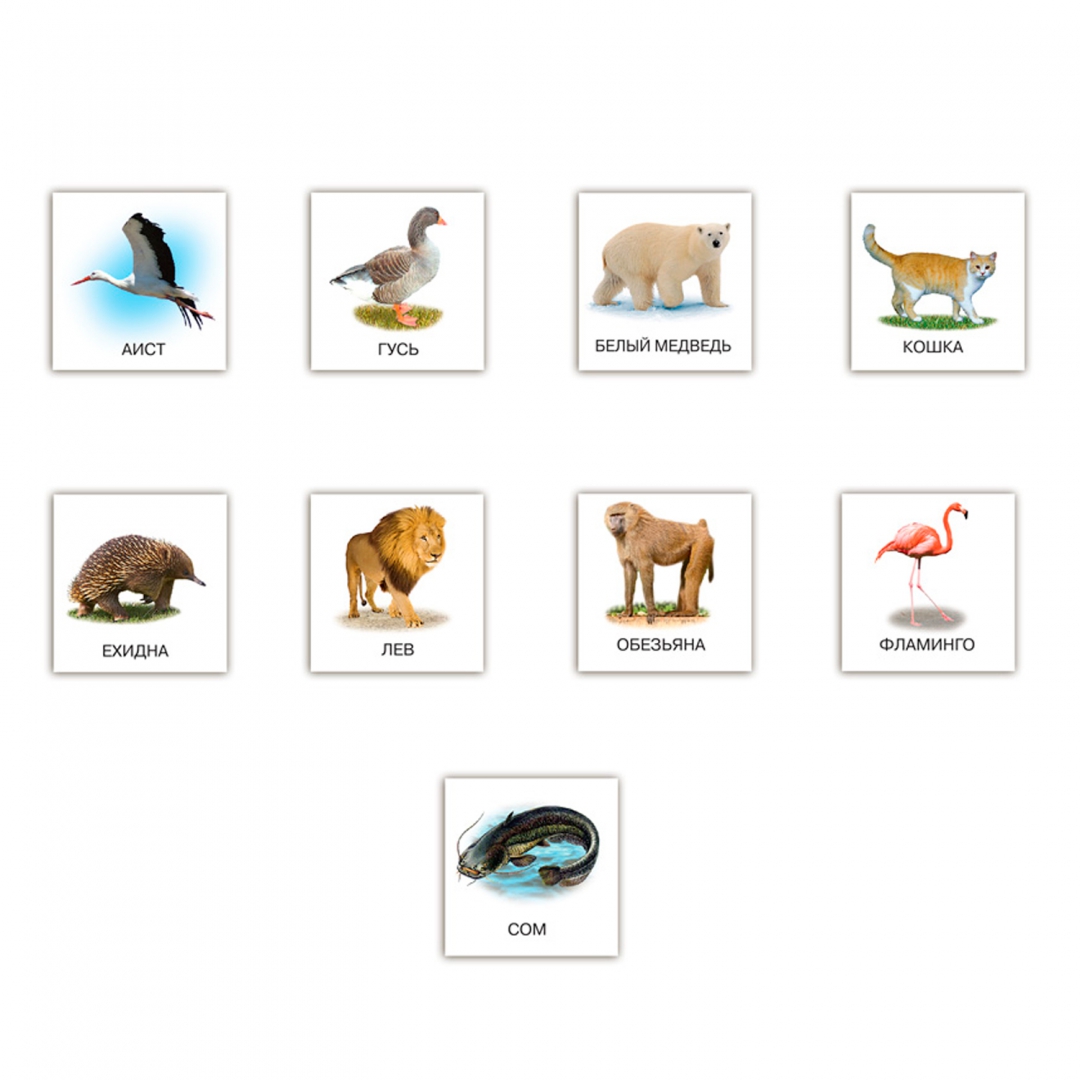 Иллюстрация 2 из 13 для Карточки с животными на магнитах (2906) | Лабиринт - игрушки. Источник: Лабиринт